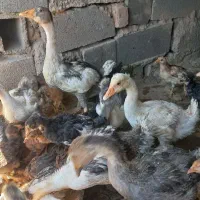 جوجه غاز ۳ ماهه