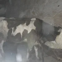 فروش هشت عدد ماده گاو درجه یک|حیوانات مزرعه|حسین آباد, |دیوار