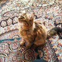 واگذاری گربه برتیش|گربه|زنجان, |دیوار