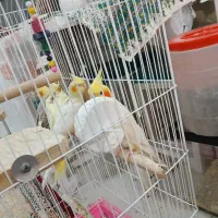 جفت عروس هلندی|پرنده|اهواز, گلستان|دیوار