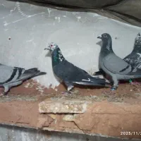 کفتر پرشی ضربه|پرنده|سبزوار, قصبه شرقی|دیوار