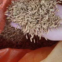 تخم جو علی کاظمی