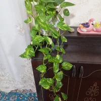 گل‌های فروشی|گل و گیاه طبیعی|آذرشهر, |دیوار