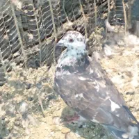 کبوترمسافتی