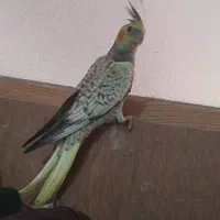 عروس‌هلندی|پرنده|رشت, حومه رشت|دیوار