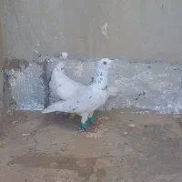 ۳ تا رنجر|پرنده|محمدیه-قزوین, |دیوار