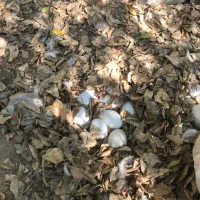 تخم غاز نطفه دار