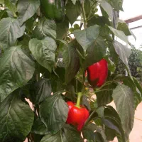 استخدام کارگر گلخانه ( فلفل دلمه ای)