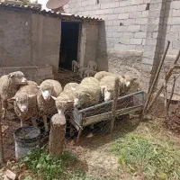 میش ایلدوفرانس