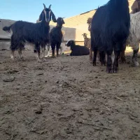 بزغاله|حیوانات مزرعه|سلفچگان, |دیوار