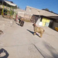 نرمیش و دوبر ترکی|حیوانات مزرعه|مسجد سلیمان, |دیوار