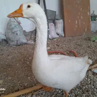 معاوضه غاز ۹ ماهه با مرغ