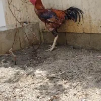 مرغ و خروس لاری و محلی