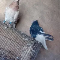 دمسفید|پرنده|آباده, |دیوار