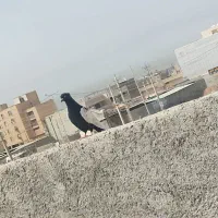 کفتر|پرنده|بندر امام خمینی, |دیوار