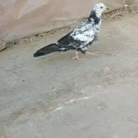 کفتر  یاهو  پرشی|پرنده|قم, باجک یک|دیوار