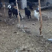 فروش کهره و بز|حیوانات مزرعه|جنت, |دیوار