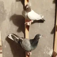 کبوتر|پرنده|شیراز, سجادیه|دیوار