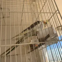 عروس هلندی|پرنده|تهران, مرادآباد|دیوار