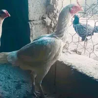 دو عدد ماده مرغ خوب