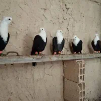 کله سفید کربلایی کاکلی