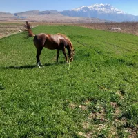 مادیون پنج نشان