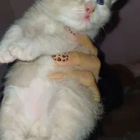 گربه پرشین کاراملی