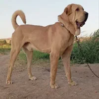پژدر نسل قهرمان