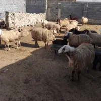 ۱۵ عدد میش داشتی به فروش می رسد