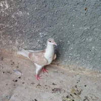 دو تا صید|پرنده|مشهد, کوشش|دیوار