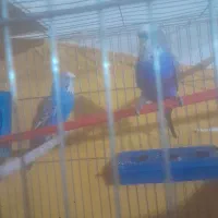 مرغ عشق شیطون درجه یک