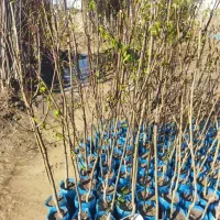 نهالستان بهشت