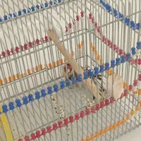 سهره سرسیاه و کرمونی رام وحش|پرنده|فسا, |دیوار