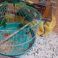 توتی برزیلی|پرنده|حمیدیه, |دیوار