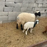 میش|حیوانات مزرعه|سیرجان, |دیوار