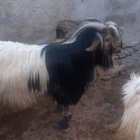 بهدهتخمیروزگاری