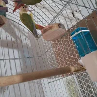 معاوضه گرینچیگ سالم|پرنده|اقبالیه, |دیوار