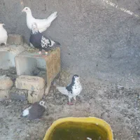 ماده|پرنده|شیراز, کفترک|دیوار