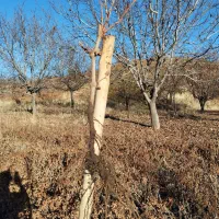 فروش نهال یک ساله