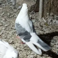 کبوتر پشدار کاکلی نوک کوتاه