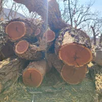 فروش چوب عناب|خدمات باغبانی و درختکاری|بیرجند, |دیوار