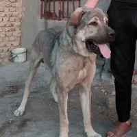 این سگ گمشده به یابنده مژدگانی خوبی داده می‌شود