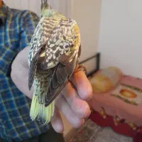 عروس هلندی.  طوطی برزیلی|پرنده|تهران, تهرانپارس شرقی|دیوار