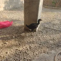 جوجه لاری مرغ و خروس ۳ ماهه|حیوانات مزرعه|خان ببین, |دیوار