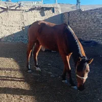 اسب|اسب و تجهیزات اسب‌سواری|زنجان, |دیوار