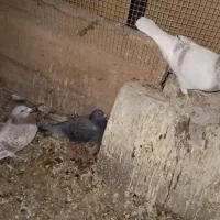 پلاکی نر معاوضه با زاغ ملقی|پرنده|فهرج, |دیوار