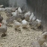 بلدرچین ۵۰روزه گوشتی و تخم گزار|حیوانات مزرعه|لوندویل, |دیوار