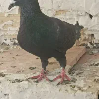 لانه کفتر
