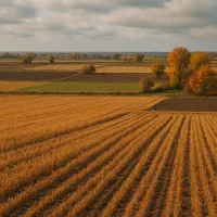 آگهی اجاره یا فروش زمین زراعی