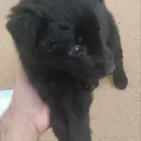 توله ژرمن ماده بلک شولاین